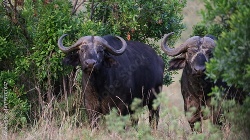 Photography Close-up portrait of a majestic African buffalo in its natural habitat, highlighting its strength and presence