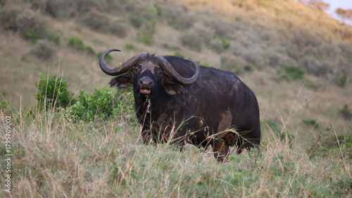 Canvas Print Close-up portrait of a majestic African buffalo in its natural habitat, highlighting its strength and presence