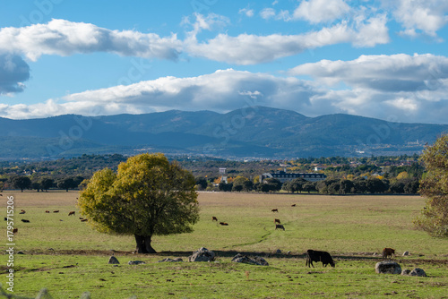 Landscape of the communal pastureland with trees and livestock, and in the background the Sierra de Guadarrama mountain range in Collado Villalba, province of Madrid, Spain.