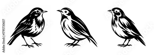 Three detailed sketches of small songbirds in monochrome showing their feather detail and form