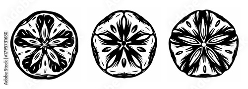 Three detailed close-up views of sand dollars revealing intricate radial patterns and textures