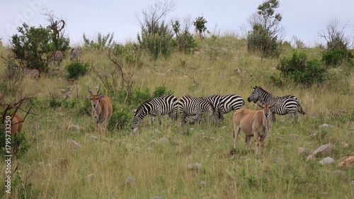 Photography A group of wild animals roaming the vast plains of the Maasai Mara, capturing the beauty and diversity of the African savanna
