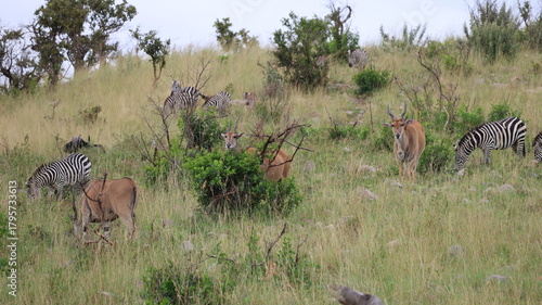 Photography A group of wild animals roaming the vast plains of the Maasai Mara, capturing the beauty and diversity of the African savanna