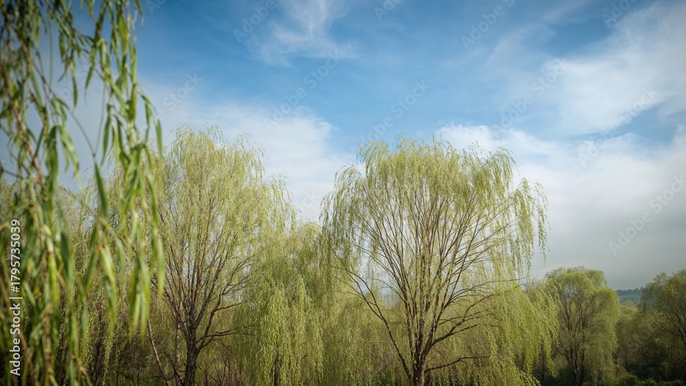 Obraz premium Lush green trees with hanging branches under a partly cloudy sky in a natural landscape.