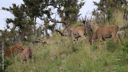Photography A group of wild animals roaming the vast plains of the Maasai Mara, capturing the beauty and diversity of the African savanna