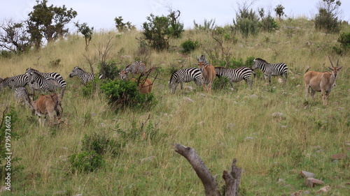 Photography A group of wild animals roaming the vast plains of the Maasai Mara, capturing the beauty and diversity of the African savanna