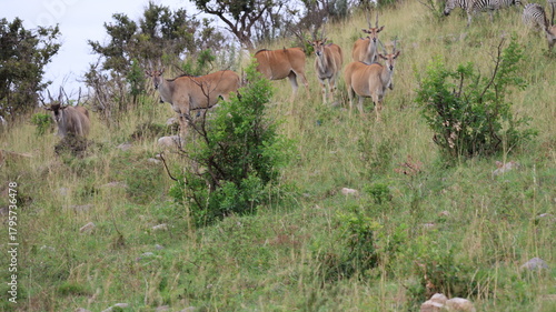 Canvas Print A group of wild animals roaming the vast plains of the Maasai Mara, capturing the beauty and diversity of the African savanna