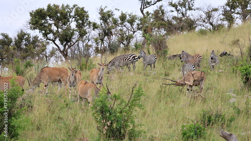 Canvas Print A group of wild animals roaming the vast plains of the Maasai Mara, capturing the beauty and diversity of the African savanna