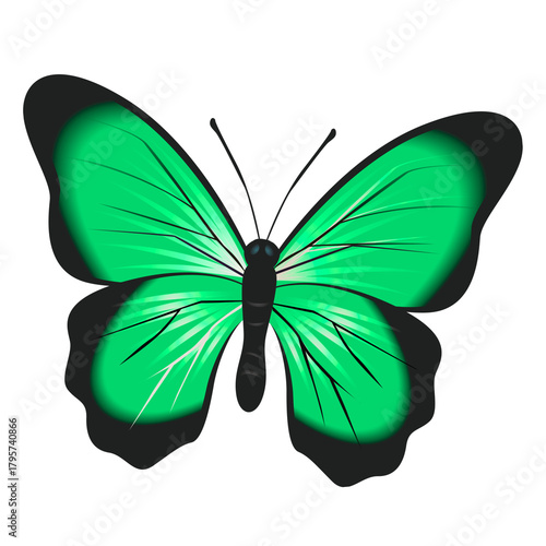 butter flay tattoo design. Vector illustration