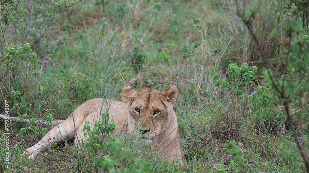 Naklejka premium Close-up portrait of a female lion, capturing intense gaze, natural beauty, and the quiet strength of Africa’s iconic predator.
