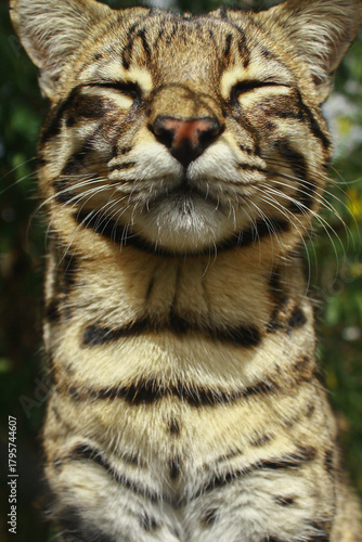 Canvas Print Close-up portrait of a wild cat with eyes closed and relaxed expression