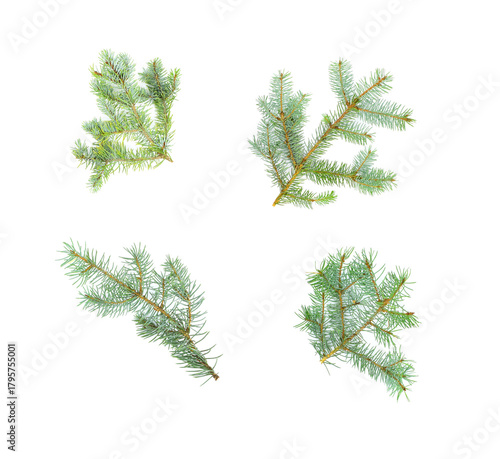 Set of Christmas fir branches, isolated on  white background. Christmas tree. Christmas design elements.