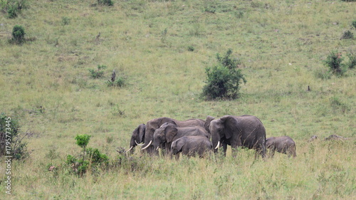 Photography elephants in the wild
