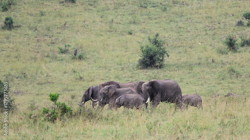 Sticker elephants in the wild