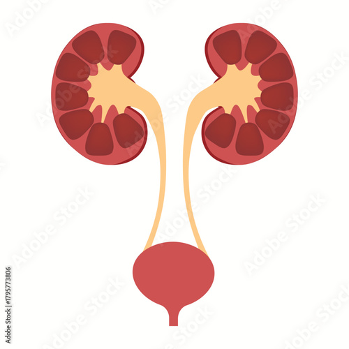 Illustration of kidney and bladder anatomy. Urinary system concept on white background. Vector