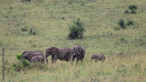 Photography elephants in the wild