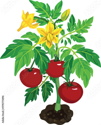 Tomato plant with big ripe red fruits, green leaves and yellow flowers isolated on white background