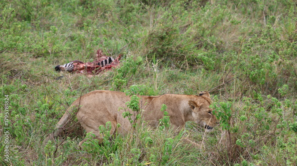 Naklejka premium African Predator and Prey Interaction: Lion and Zebra in Maasai Mara, Kenya