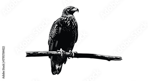 Black bird perched on branch raptor eagle