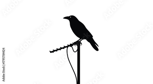Black bird perched on antenna crow raven