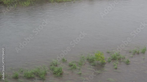 雨後の川辺に揺れる水草の季節感ある風景