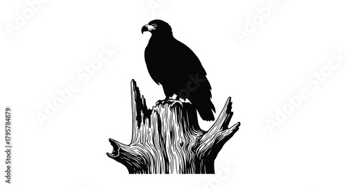 Black eagle perched on weathered wood bird raptor