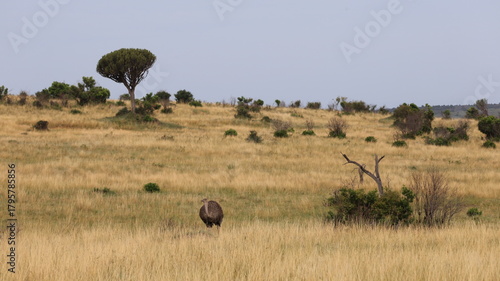 Photography A majestic buffalo standing in the vast grasslands of Maasai Mara, Kenya