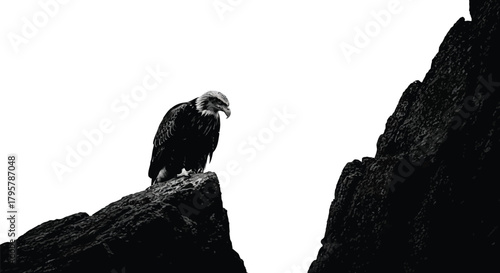Majestic eagle perched on rocky outcrop bird raptor