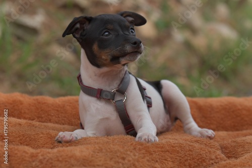 Ein kleines Hundebaby
