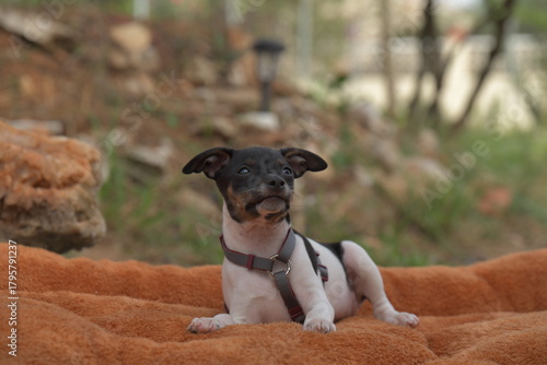 Ein 8 Wochen alter Ratonero Valenciano