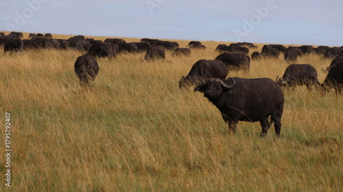 Photography A majestic buffalo standing in the vast grasslands of Maasai Mara, Kenya