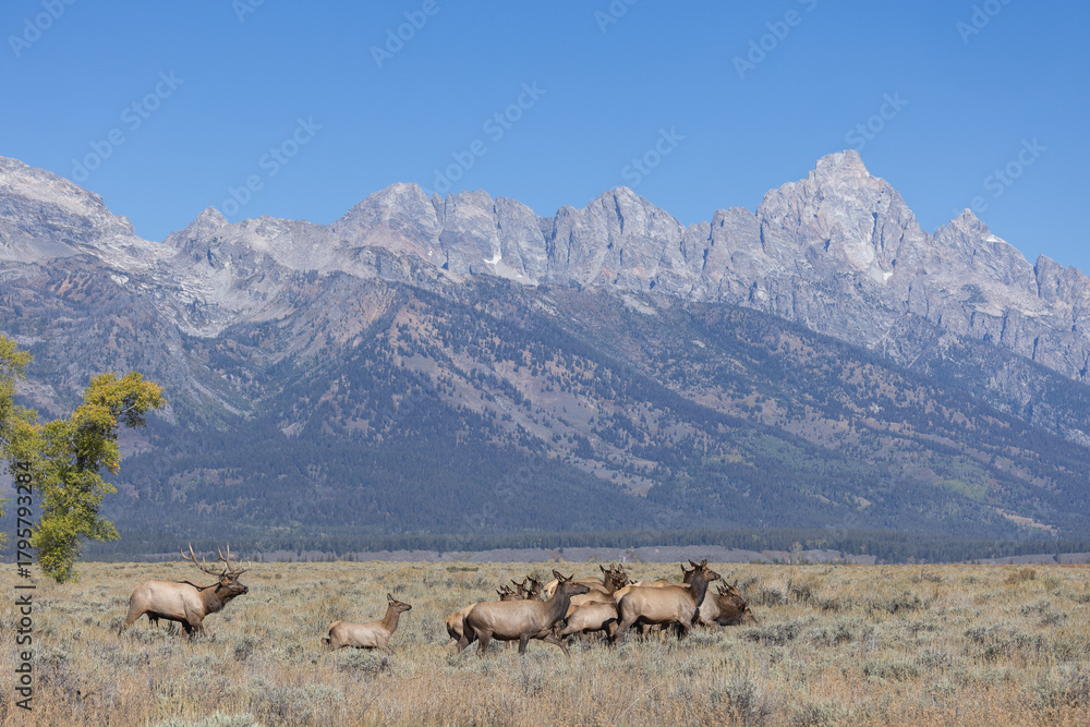 Fototapeta premium Herd of Elk Rutting in Autumn in Grand Teton National Park Wyoming