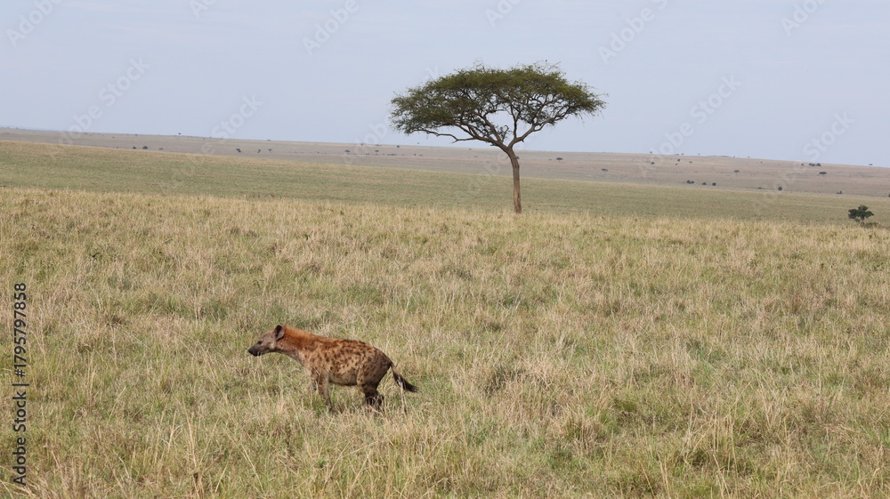 Fototapeta premium hyena 
