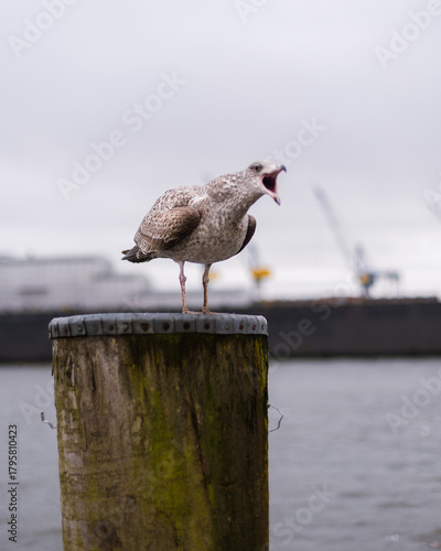 screeching seagull on a wooden column