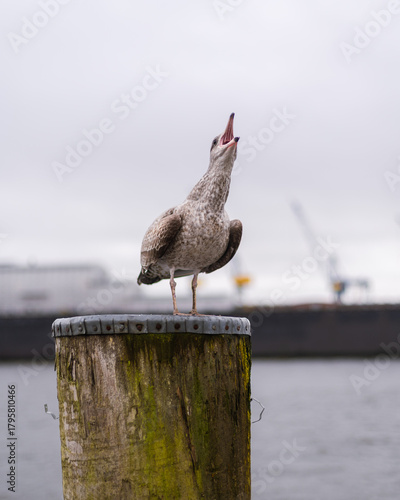 screeching seagull on a wooden column