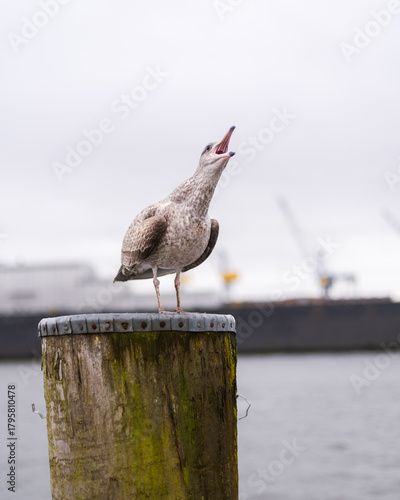 screeching seagull on a wooden column
