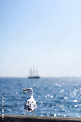 seagull and ship with blurred background