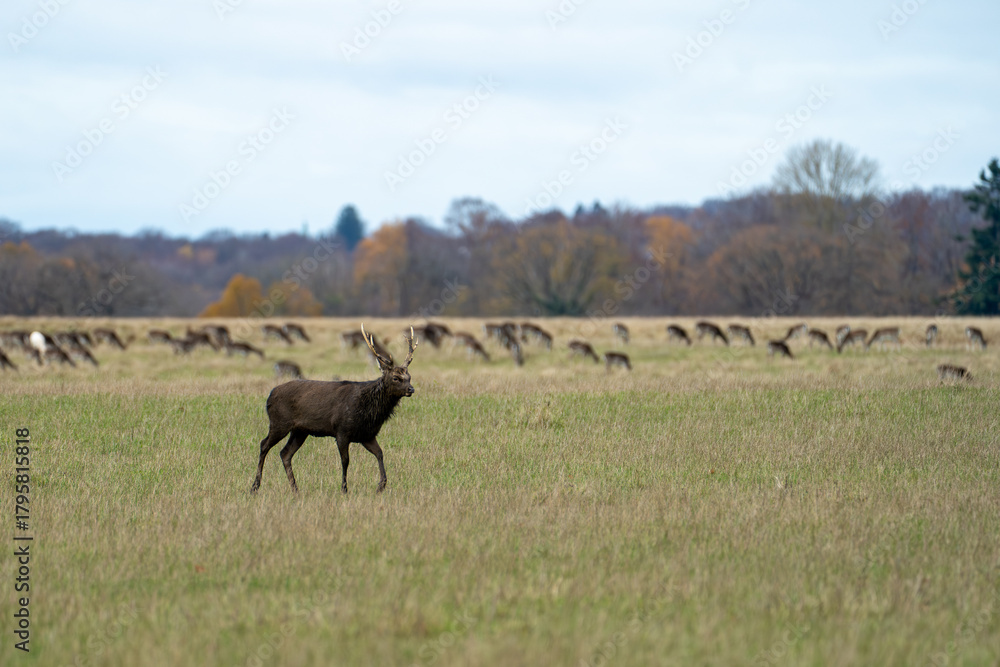 Naklejka premium Sika deer standing in open meadow with grazing herd in soft autumn landscape