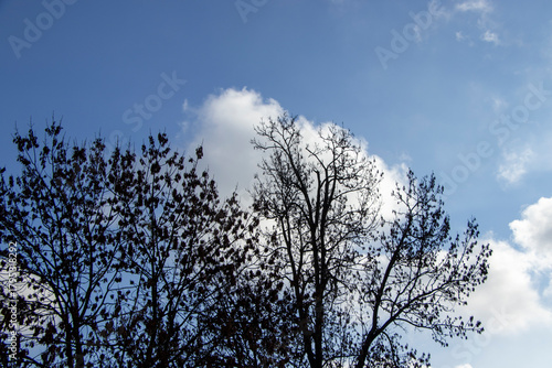 Tableau sur toile Silhouetted trees with sparse leaves against a clear blue sky, capturing a tranquil outdoor scene