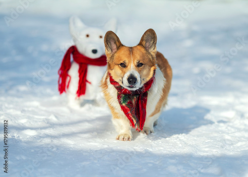 A cute corgi puppy in a warm scarf walks in a winter park next to a snowman i...