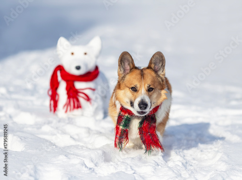 New Year's Eve Cute corgi puppy in a warm scarf walks in a winter park next t...