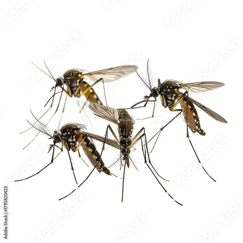 Mosquitoes Group of buzzing insects with long legs and patterned bodies