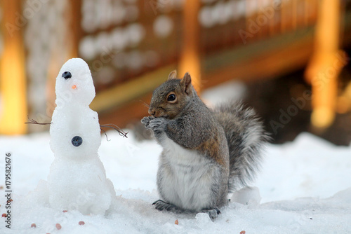 Fototapeta squirrel in the snow