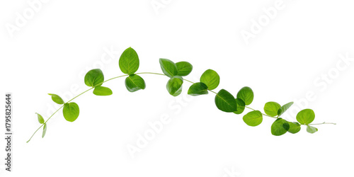 Green leaves isolated on transparent background, a fresh and vibrant botanical element for design
