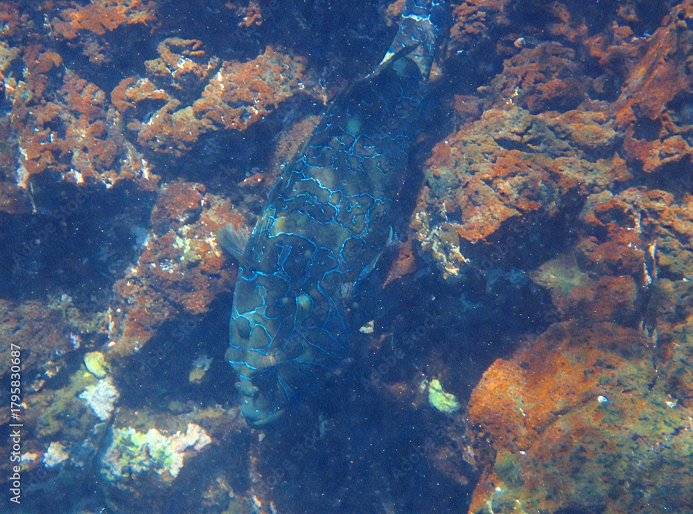 Obraz premium Ornate Fish Camouflaged in a Rocky Underwater Environment