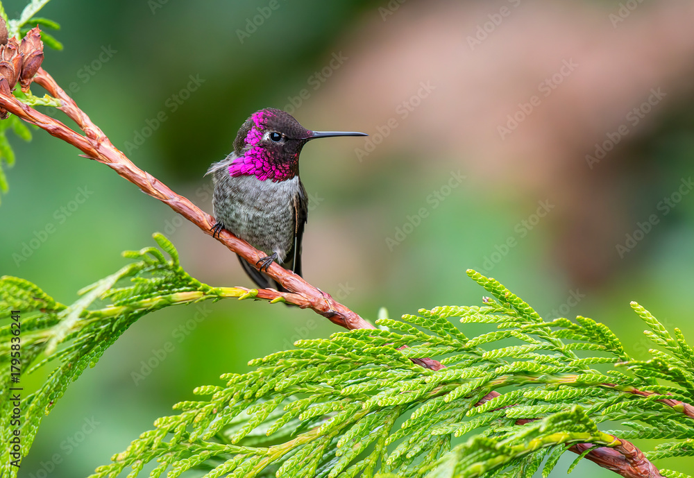 Fototapeta premium Male Anna's Hummingbird on a Cedar Branch