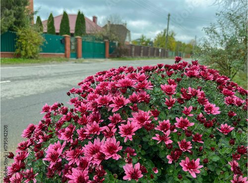 a beautiful bush of bright chrysanthemums blooms in the village.