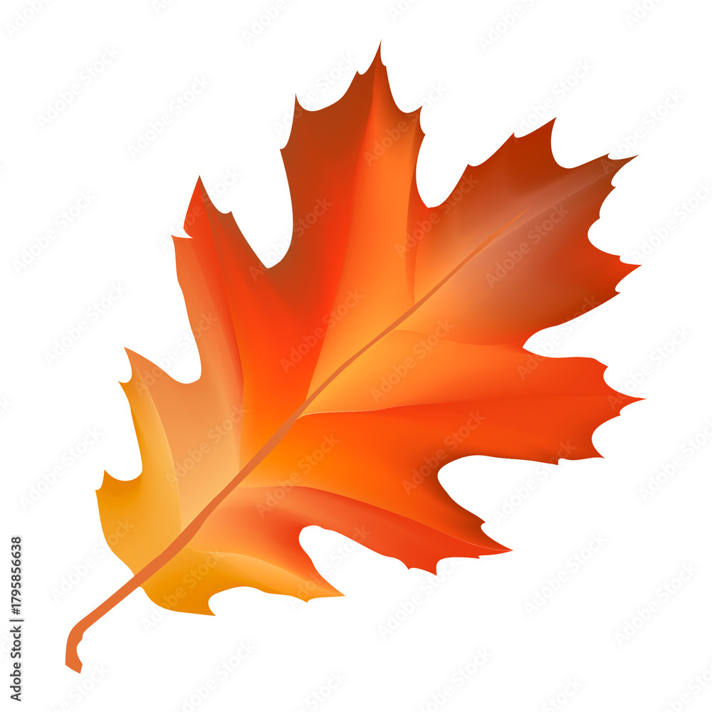 Fototapeta premium Autumn leaf png, transparent background