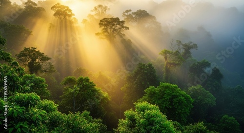 Golden sunlight filtering through the misty canopy of a vibrant rainforest