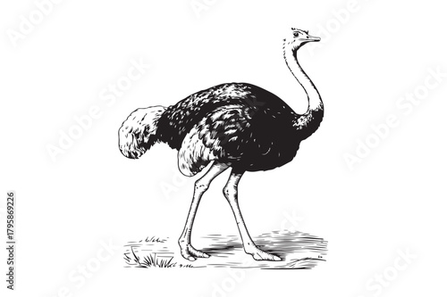 Vintage illustration of a standing ostrich